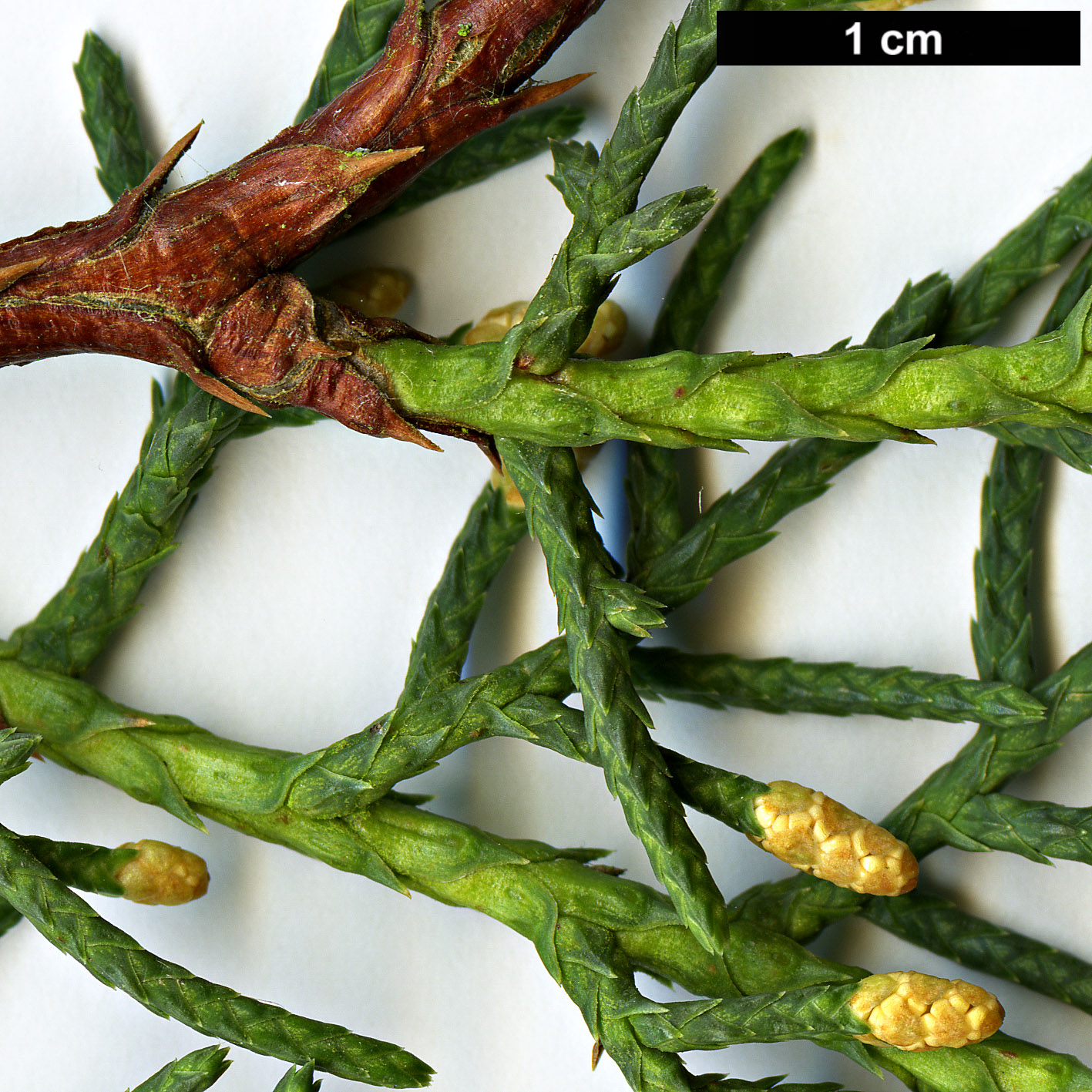 High resolution image: Family: Cupressaceae - Genus: Cupressus - Taxon: arizonica - SpeciesSub: var. arizonica